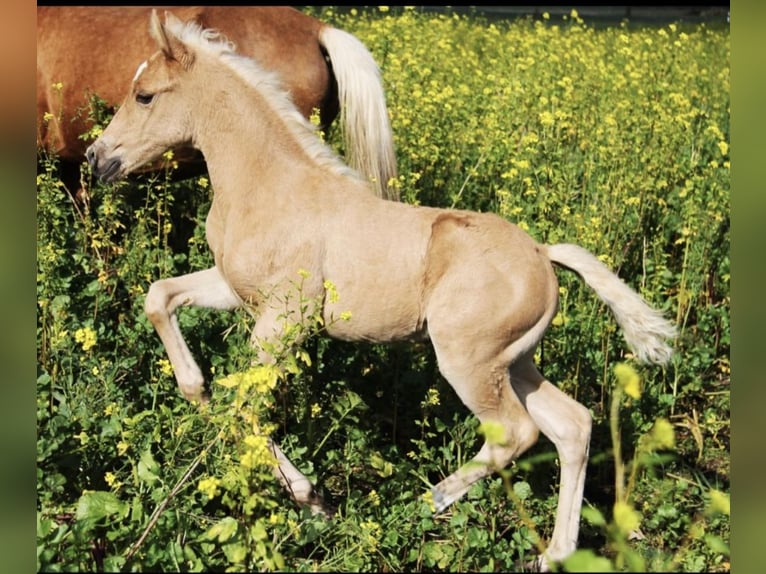 American Quarter Horse Mix Mare 4 years 14,2 hh Palomino in Oberhausen