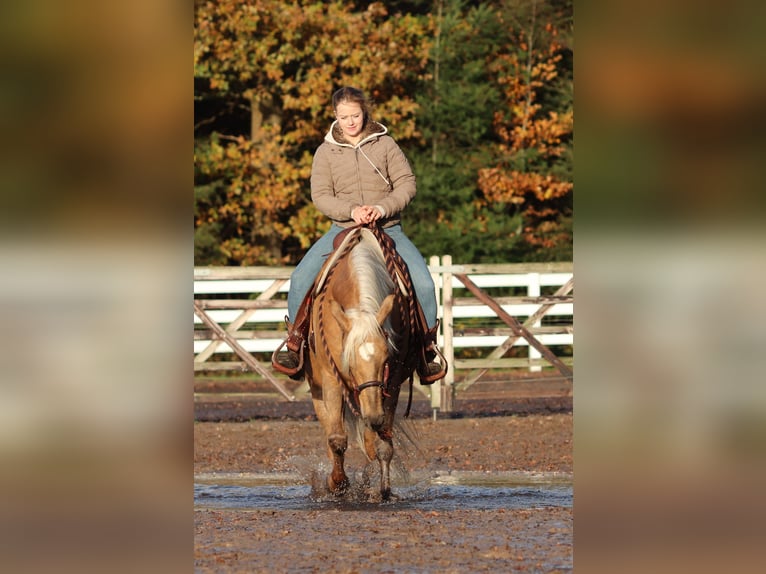 American Quarter Horse Mix Mare 4 years 14,2 hh Palomino in Oberhausen