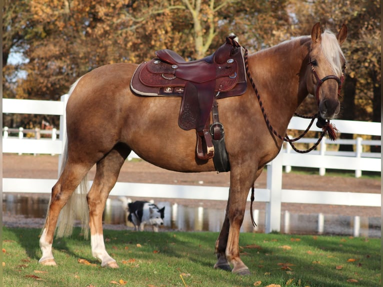 American Quarter Horse Mix Mare 4 years 14,2 hh Palomino in Oberhausen