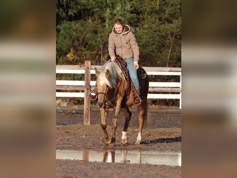 American Quarter Horse Mix Mare 4 years 14,2 hh Palomino in Oberhausen