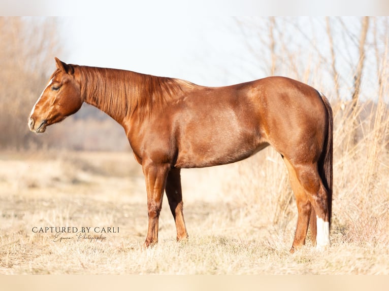 American Quarter Horse Mare 4 years 14,2 hh in Lewistown, IL