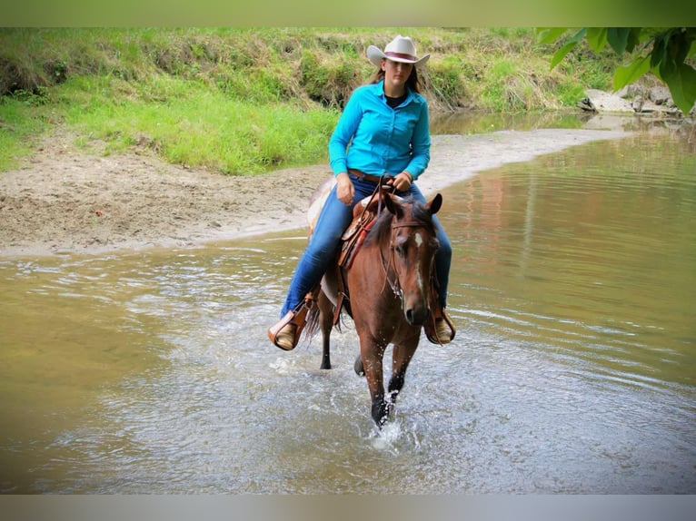 American Quarter Horse Mare 4 years 14.2 hh Roan-Bay in Camden MI