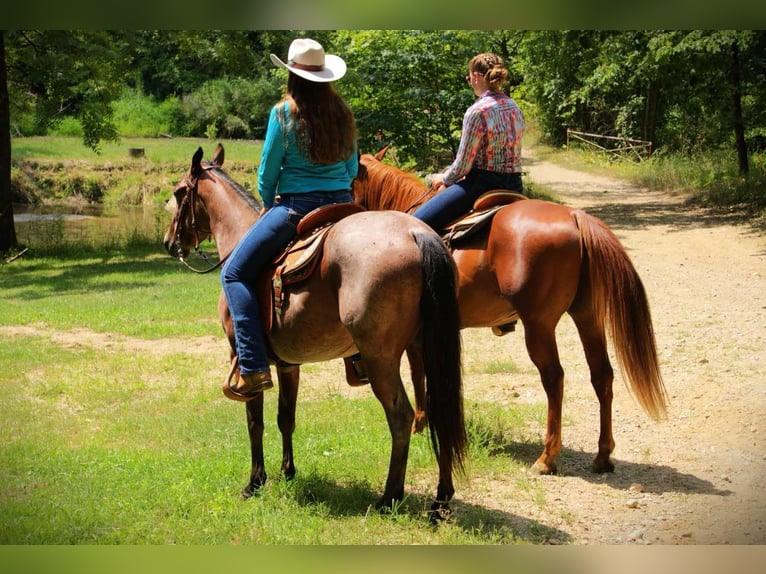 American Quarter Horse Mare 4 years 14.2 hh Roan-Bay in Camden MI