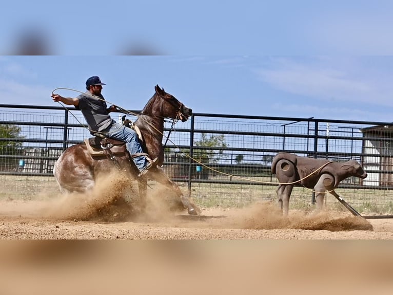 American Quarter Horse Mare 4 years 14,2 hh Roan-Red in Waco, TX