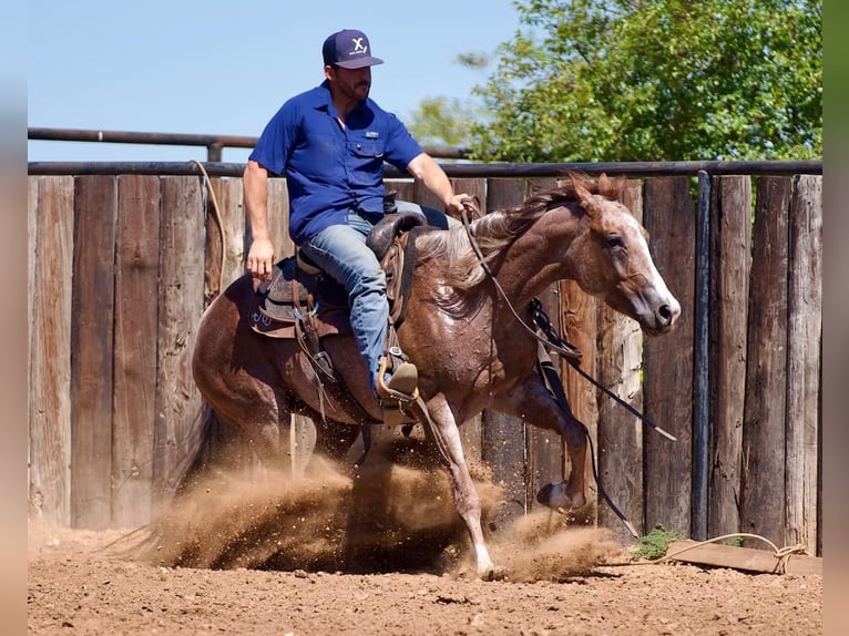 American Quarter Horse Mare 4 years 14,2 hh Roan-Red in Waco, TX