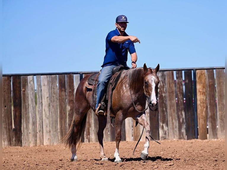 American Quarter Horse Mare 4 years 14,2 hh Roan-Red in Waco, TX