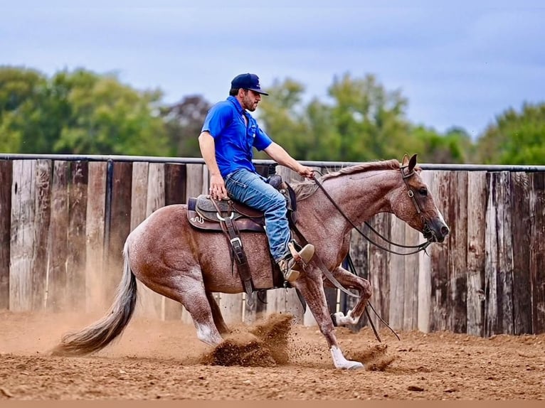 American Quarter Horse Mare 4 years 14,2 hh Roan-Red in Waco, TX