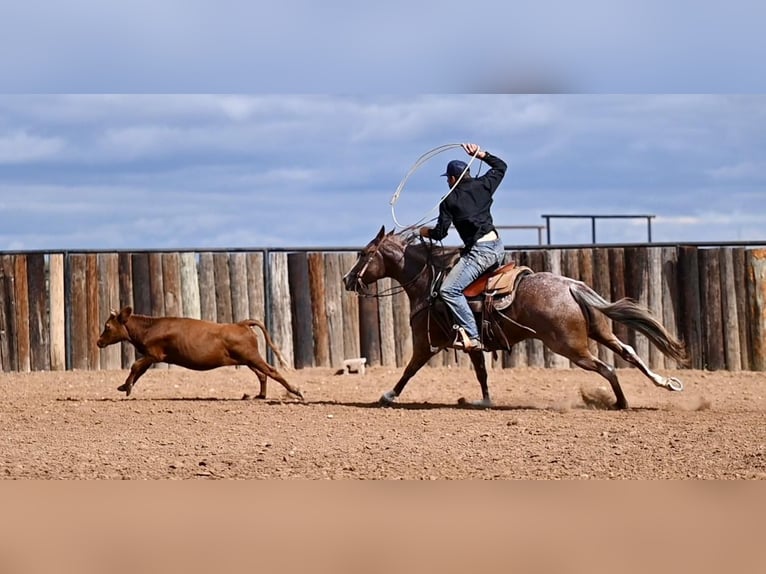 American Quarter Horse Mare 4 years 14,2 hh Roan-Red in Waco, TX