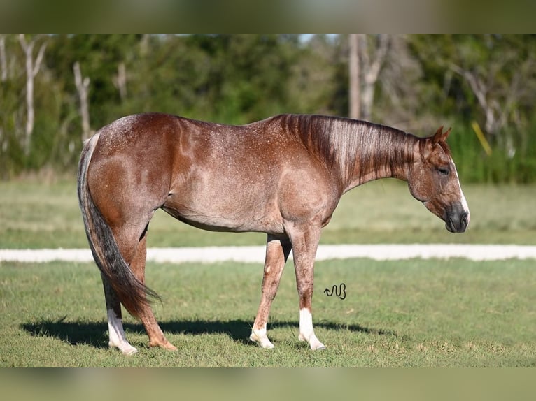 American Quarter Horse Mare 4 years 14,2 hh Roan-Red in Waco, TX