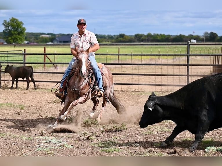 American Quarter Horse Mare 4 years 14,2 hh Roan-Red in Waco, TX