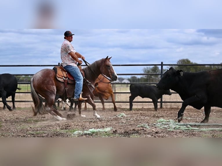 American Quarter Horse Mare 4 years 14,2 hh Roan-Red in Waco, TX