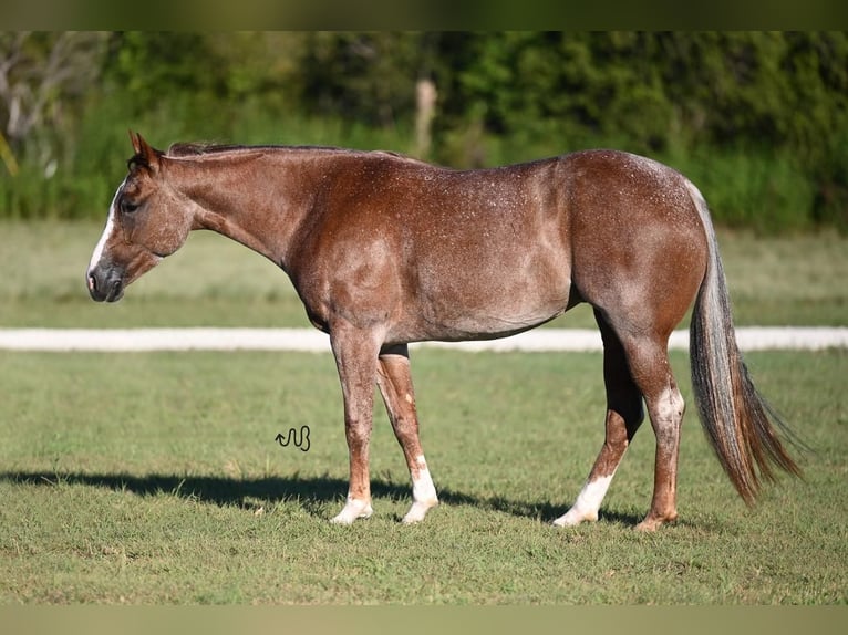 American Quarter Horse Mare 4 years 14,2 hh Roan-Red in Waco, TX