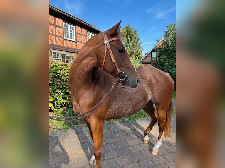 American Quarter Horse Mare 4 years 14,2 hh Roan-Red in Grethem