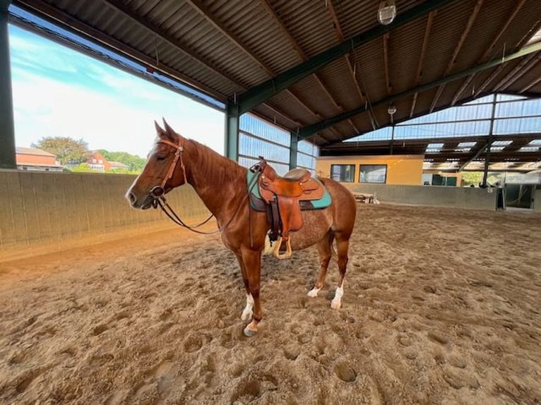 American Quarter Horse Mare 4 years 14,2 hh Roan-Red in Grethem