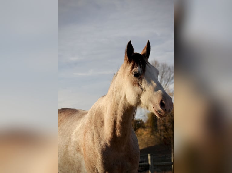 American Quarter Horse Mare 4 years 14,2 hh Sabino in Beach City, OH