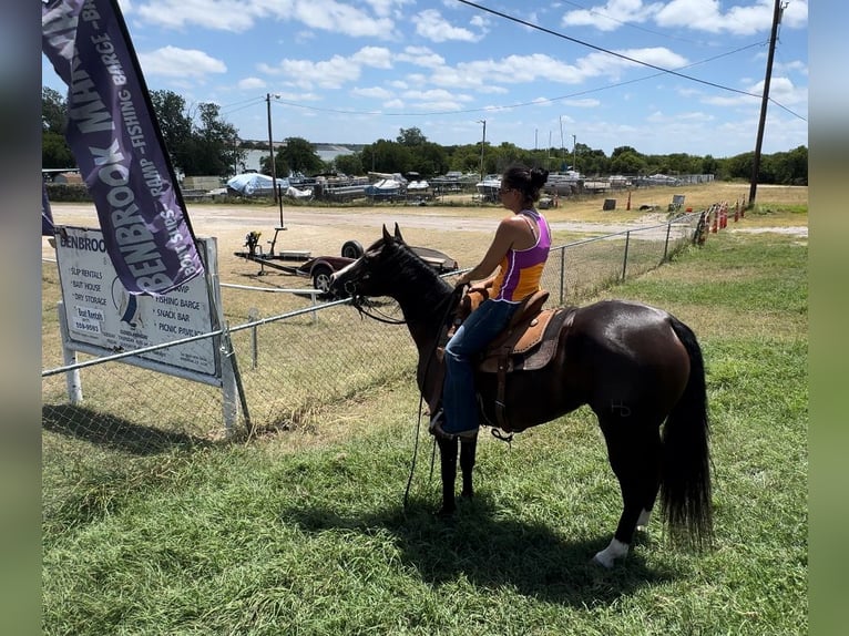 American Quarter Horse Mare 4 years 14,3 hh Black in Guthrie, OK