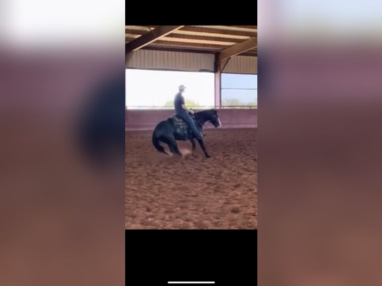 American Quarter Horse Mare 4 years 14,3 hh Black in Guthrie, OK