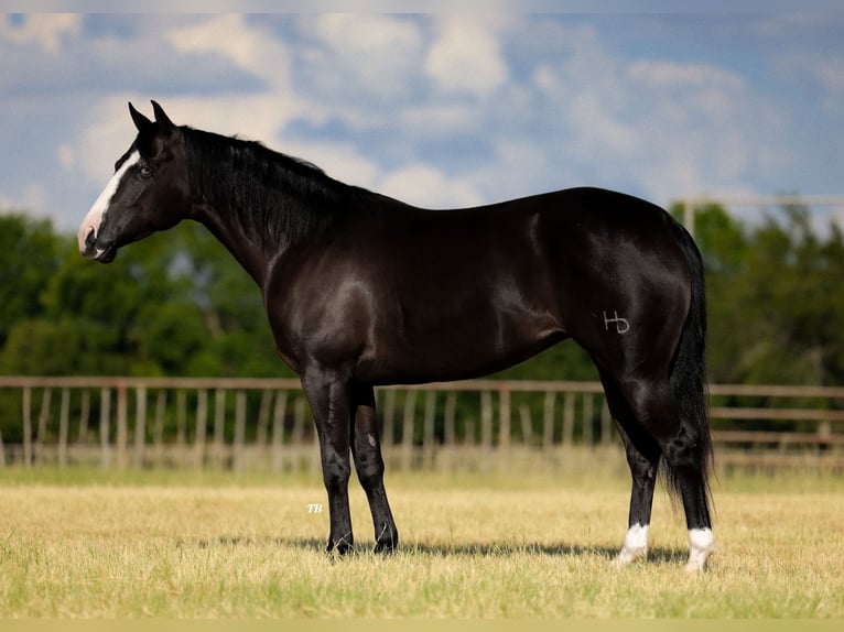 American Quarter Horse Mare 4 years 14,3 hh Black in Guthrie, OK