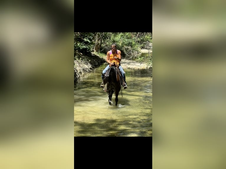 American Quarter Horse Mare 4 years 14,3 hh Black in Guthrie, OK