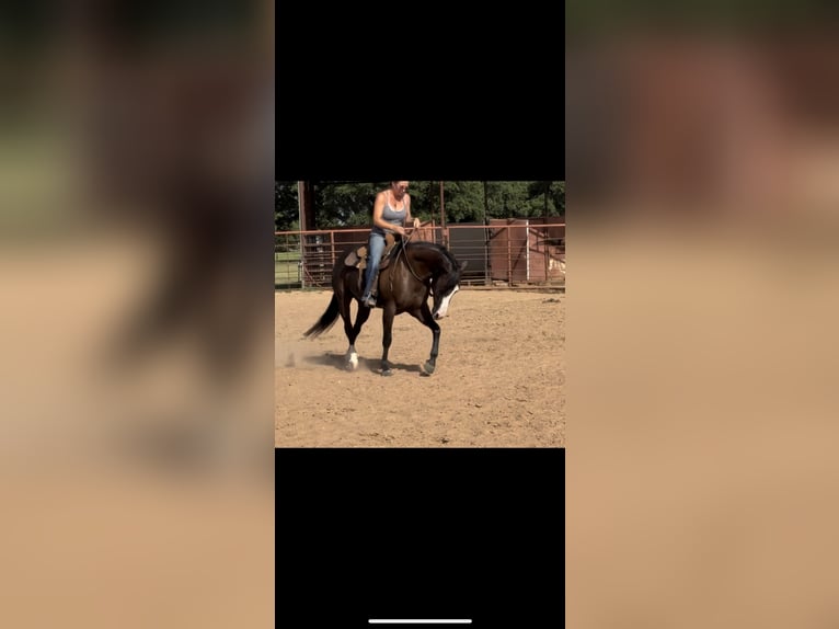 American Quarter Horse Mare 4 years 14,3 hh Black in Guthrie, OK