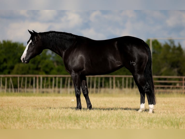 American Quarter Horse Mare 4 years 14,3 hh Black in Guthrie, OK