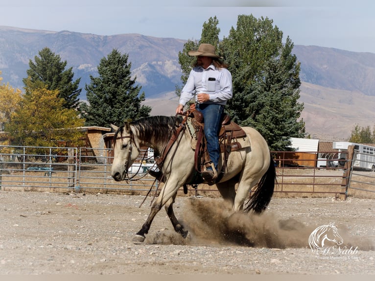 American Quarter Horse Mare 4 years 14,3 hh Buckskin in Cody