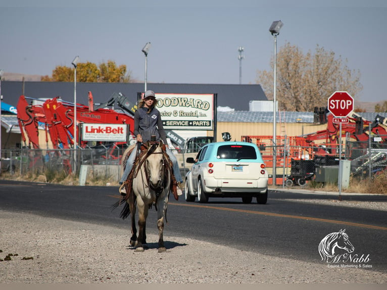 American Quarter Horse Mare 4 years 14,3 hh Buckskin in Cody