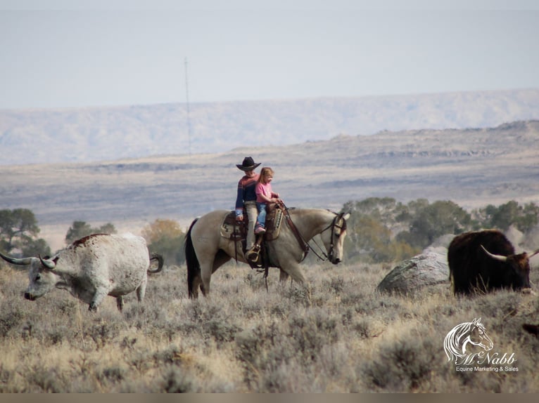 American Quarter Horse Mare 4 years 14,3 hh Buckskin in Cody