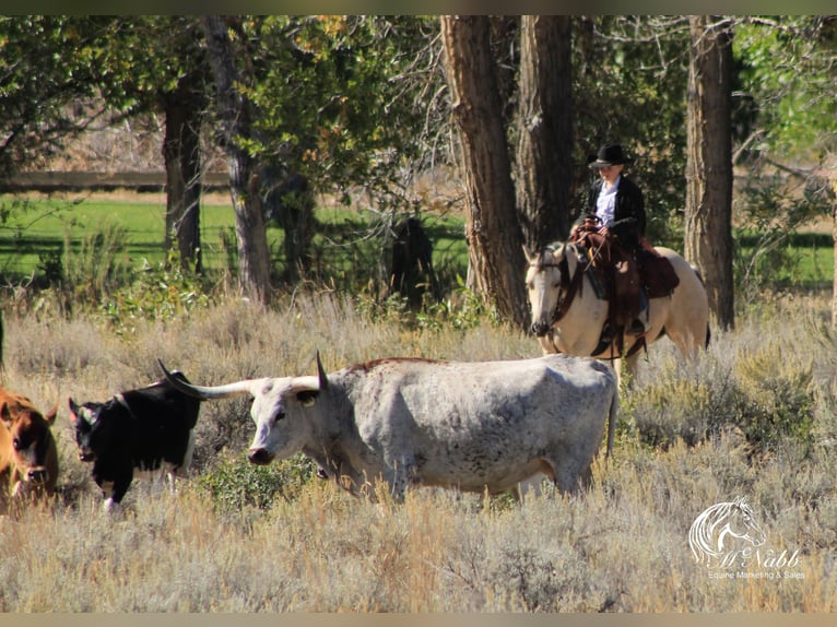 American Quarter Horse Mare 4 years 14,3 hh Buckskin in Cody, WY