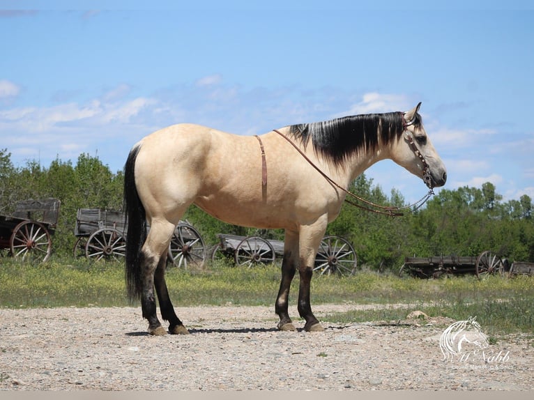 American Quarter Horse Mare 4 years 14,3 hh Buckskin in Cody, WY