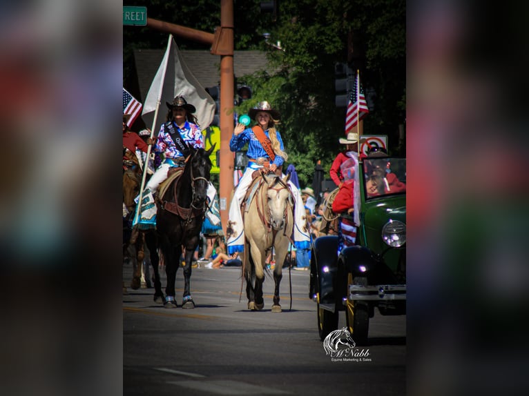 American Quarter Horse Mare 4 years 14,3 hh Buckskin in Cody, WY