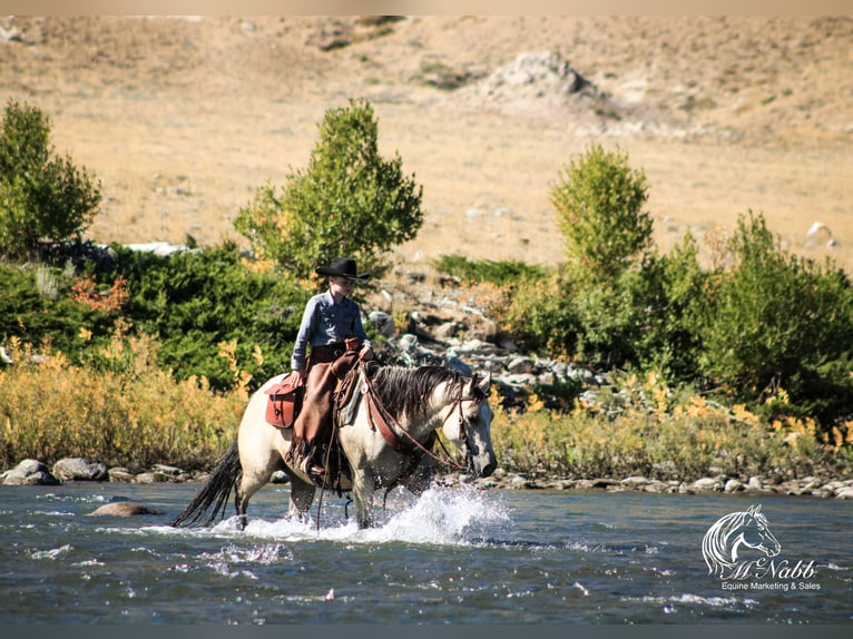 American Quarter Horse Mare 4 years 14,3 hh Buckskin in Cody, WY