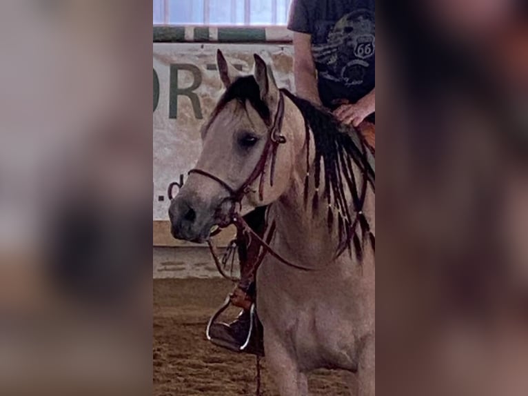 American Quarter Horse Mare 4 years 14,3 hh Buckskin in Buchenberg