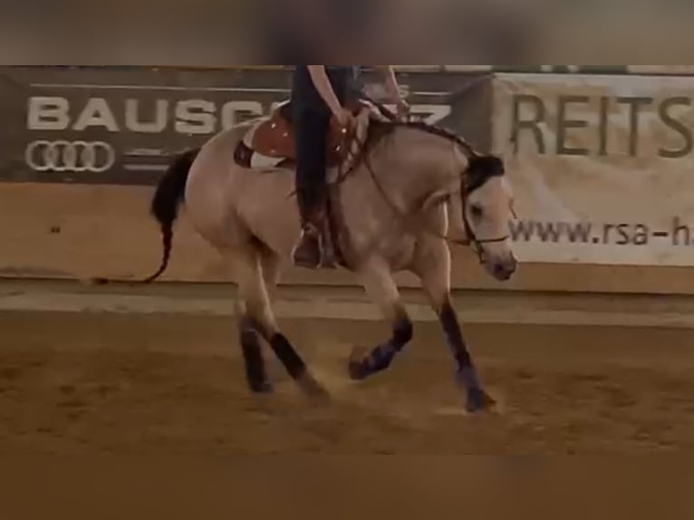 American Quarter Horse Mare 4 years 14,3 hh Buckskin in Buchenberg