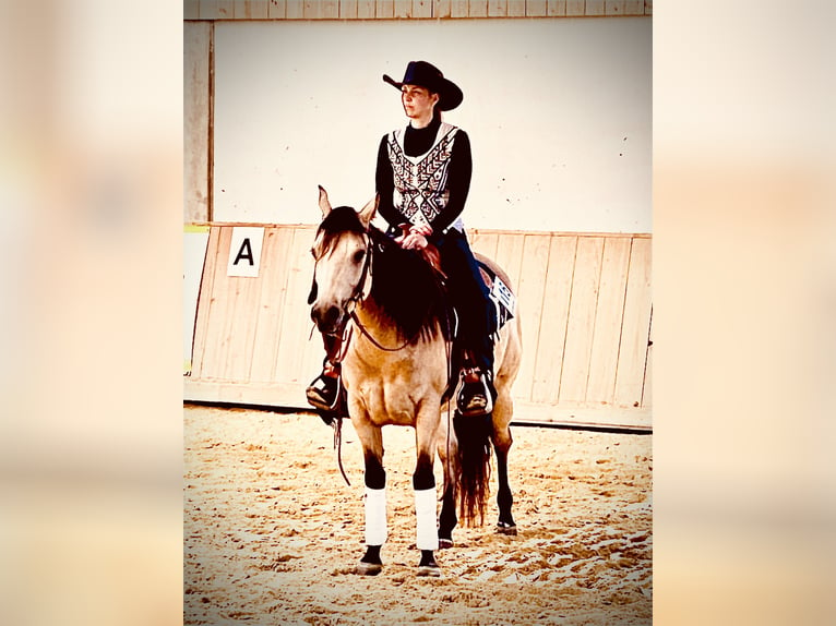 American Quarter Horse Mare 4 years 14,3 hh Buckskin in Buchenberg