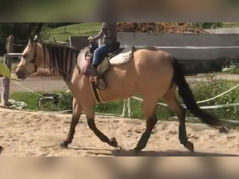 American Quarter Horse Mare 4 years 14,3 hh Buckskin in Buchenberg