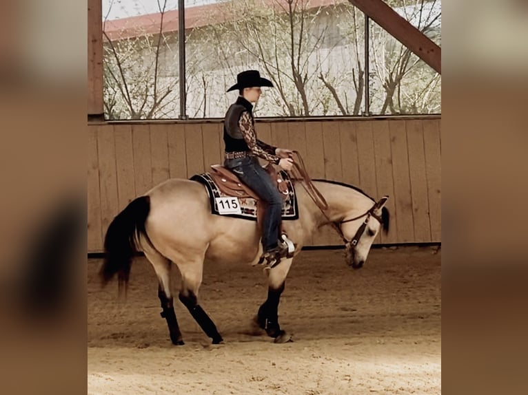 American Quarter Horse Mare 4 years 14,3 hh Buckskin in Buchenberg