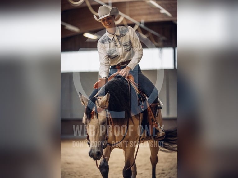 American Quarter Horse Mare 4 years 14,3 hh Buckskin in Buchenberg