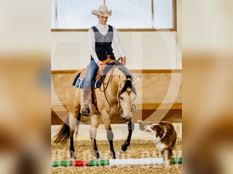 American Quarter Horse Mare 4 years 14,3 hh Buckskin in Buchenberg