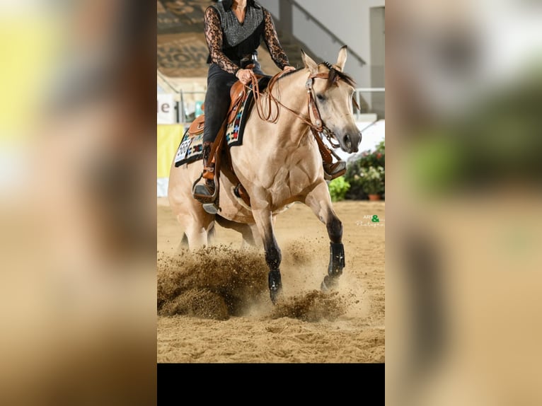 American Quarter Horse Mare 4 years 14,3 hh Buckskin in Buchenberg