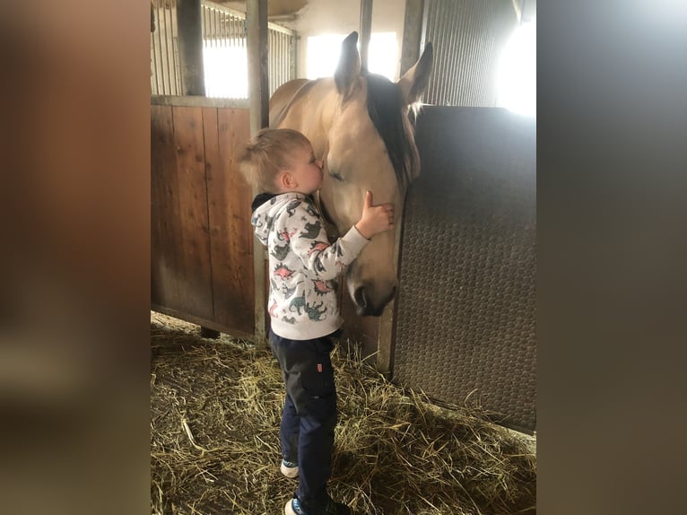 American Quarter Horse Mare 4 years 14,3 hh Buckskin in Buchenberg