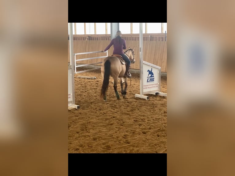 American Quarter Horse Mare 4 years 14,3 hh Buckskin in Buchenberg