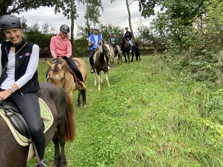 American Quarter Horse Mare 4 years 14,3 hh Buckskin in FröndenbergFröndenberg