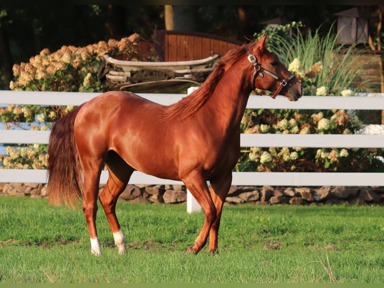 American Quarter Horse Mare 4 years 14.3 hh Chestnut-Red in Oberhausen