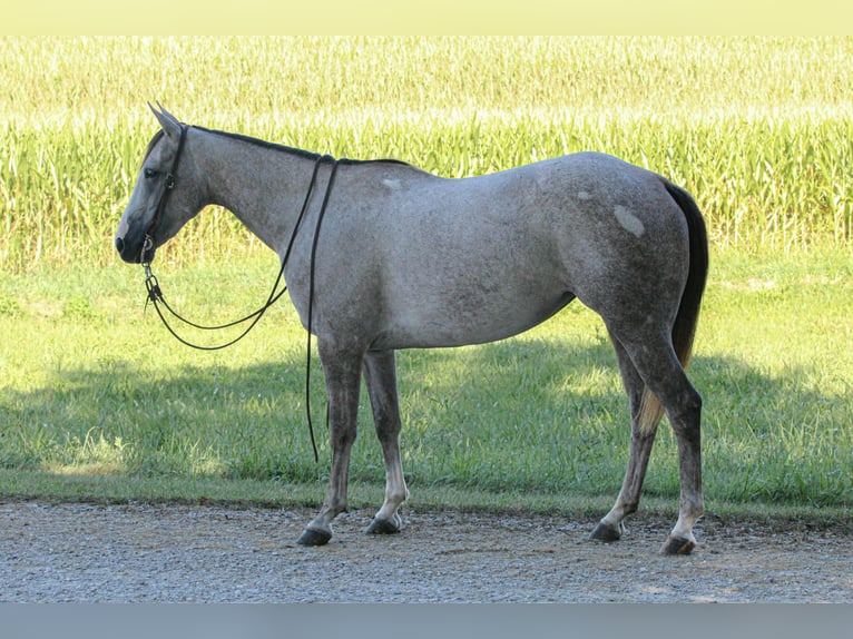 American Quarter Horse Mare 4 years 14,3 hh Grey in Henderson