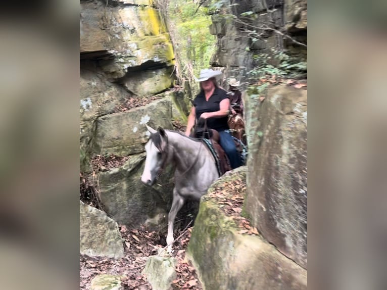 American Quarter Horse Mare 4 years 14,3 hh Grey in Henderson