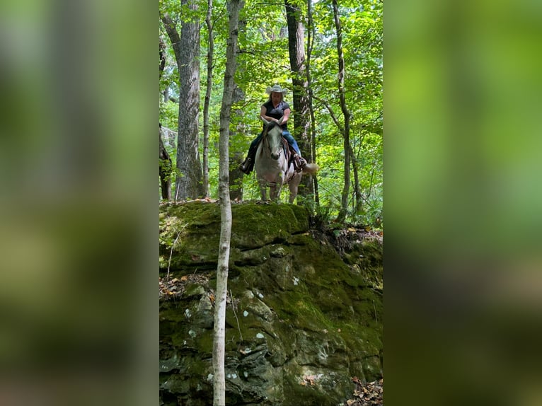 American Quarter Horse Mare 4 years 14,3 hh Grey in Henderson