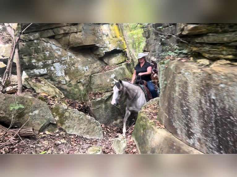 American Quarter Horse Mare 4 years 14,3 hh Grey in Henderson