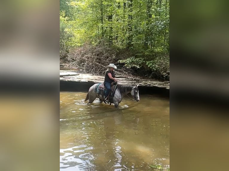 American Quarter Horse Mare 4 years 14,3 hh Grey in Henderson
