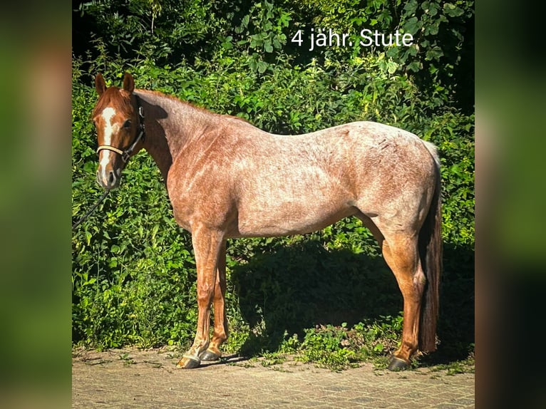 American Quarter Horse Mare 4 years 14.3 hh Grey-Red-Tan in Dobersdorf
